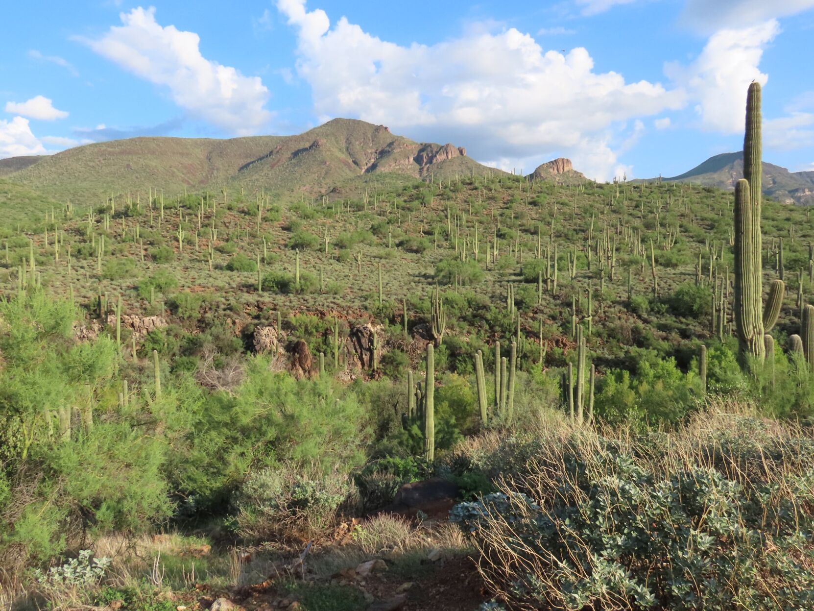 17_SpurCrossRanchConservationArea_Courtesy Maricopa County Parks and Recreation.jpg